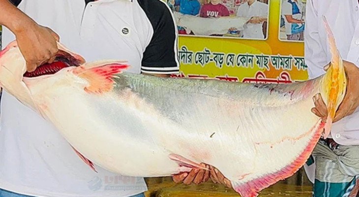 পদ্মার এক পাঙ্গাস ৩৫ হাজার টাকায় বিক্রি